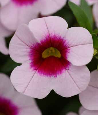 Calibrachoa