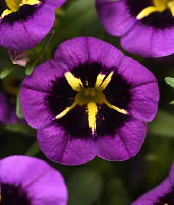 Calibrachoa