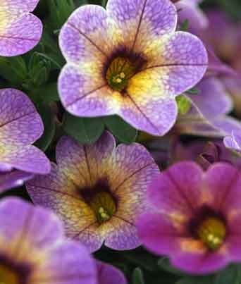 Calibrachoa