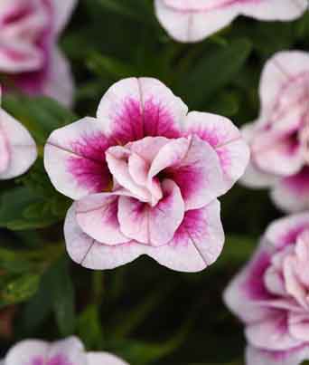 Calibrachoa