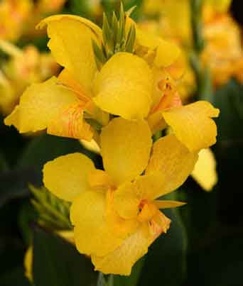 Canna