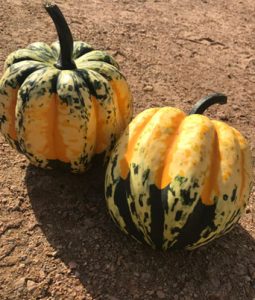 Squash, Carnival Image