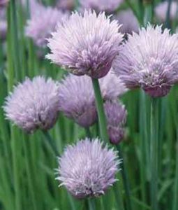 Chives 