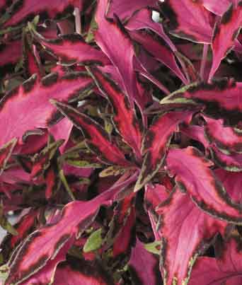 Coleus