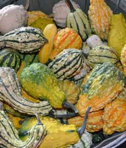 Gourds, Mini Image