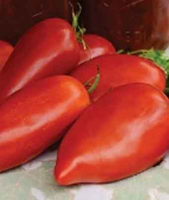 Tomato