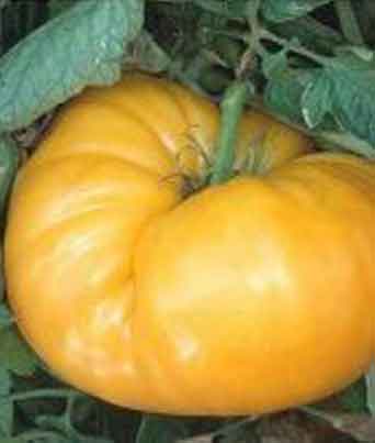 Tomato