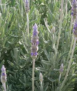 Lavandula 