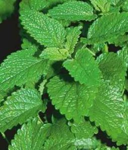 Lemon Balm Image