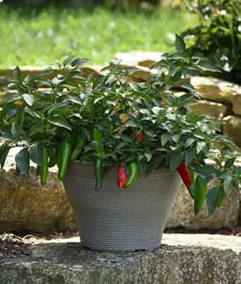 Pepper, Hot