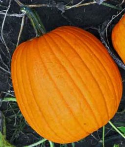 Pumpkin, Large Carving Image