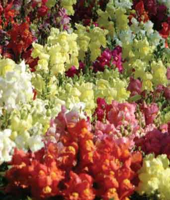 Snapdragon