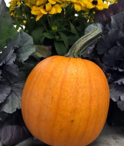 Pumpkin, Medium Image