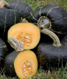 Squash, Buttercup Image