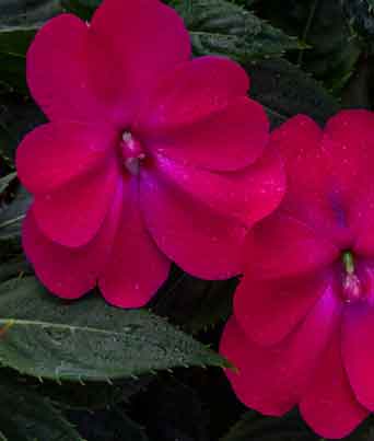 Impatiens
