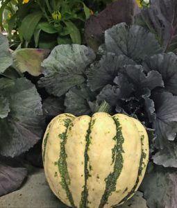 Squash, Sweet Dumpling Image