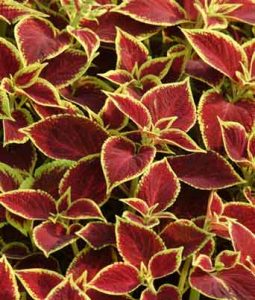 Coleus 