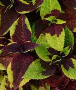 Coleus 