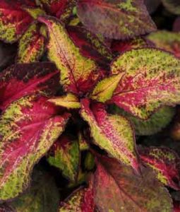 Coleus 