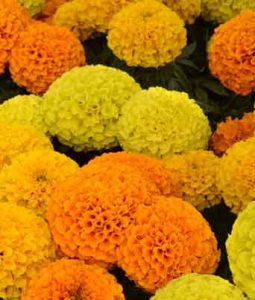 Marigold, African 