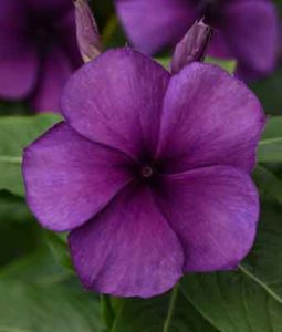 Vinca 