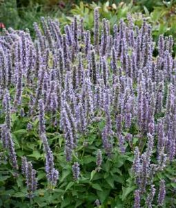 Agastache 