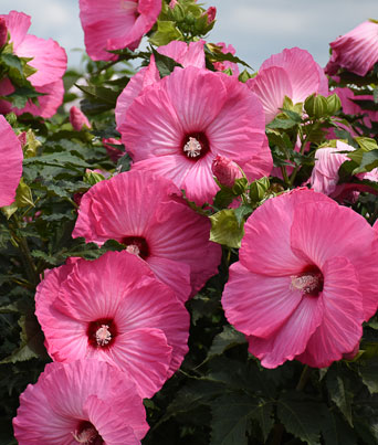 Hibiscus