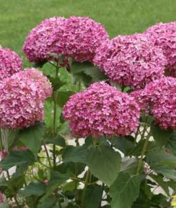 Hydrangea arborescens 