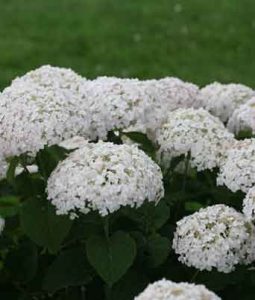 Hydrangea arborescens 