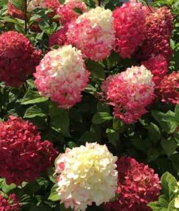 Hydrangea paniculata 