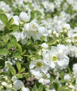 Exochorda 