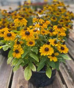 Rudbeckia 