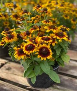 Rudbeckia 